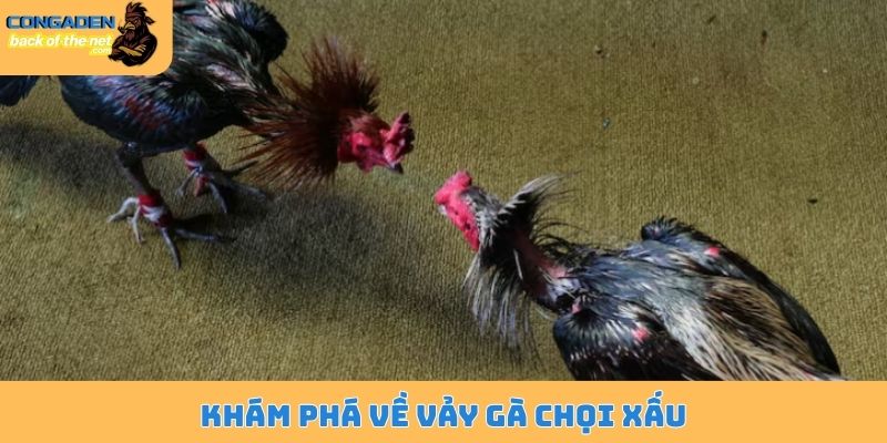 Khám phá về vảy gà chọi xấu