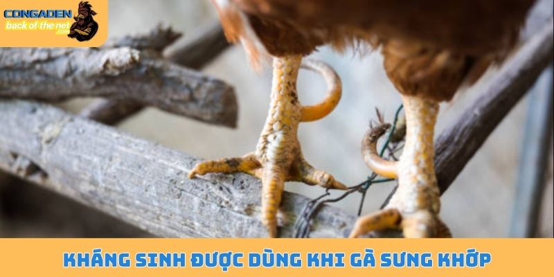Gà bị sưng khớp chân - Bệnh nguy hiểm cần điều trị ngay 6 Kháng sinh được dùng khi gà sưng khớp