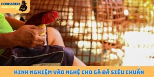 Kinh nghiệm vào nghệ cho gà đá