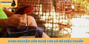 Kinh nghiệm vào nghệ cho gà đá