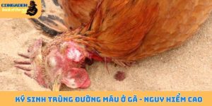 Ký sinh trùng đường máu ở gà