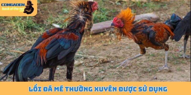 Lối dá gà chọi - Đòn cáo hiểm độc, hạ gục đối thủ cực nhanh 5 Lối đá mé thường xuyên được sử dụng