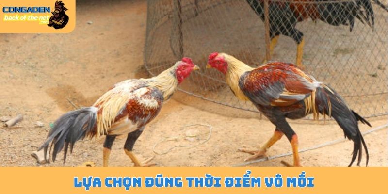 Lựa chọn đúng thời điểm vô mồi