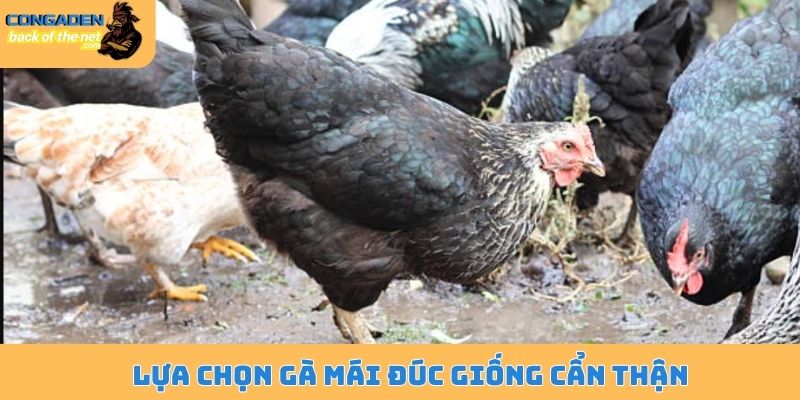 Lựa chọn gà mái đúc giống cẩn thận