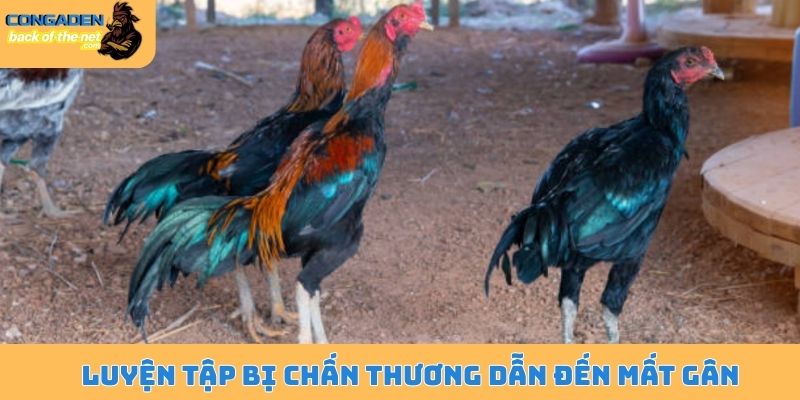 Gà chọi bị mất gân - Dấu hiệu tiềm ẩn và nguyên nhân sâu xa 5 Luyện tập bị chấn thương dẫn đến mất gân
