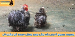 Lý giải gà thay lông bao lâu
