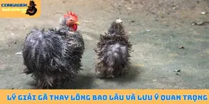 Lý giải gà thay lông bao lâu