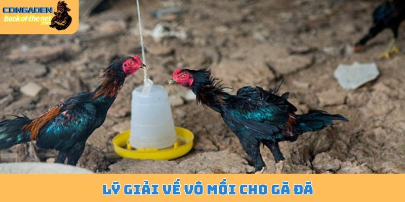 Lý giải về vô mồi cho gà đá