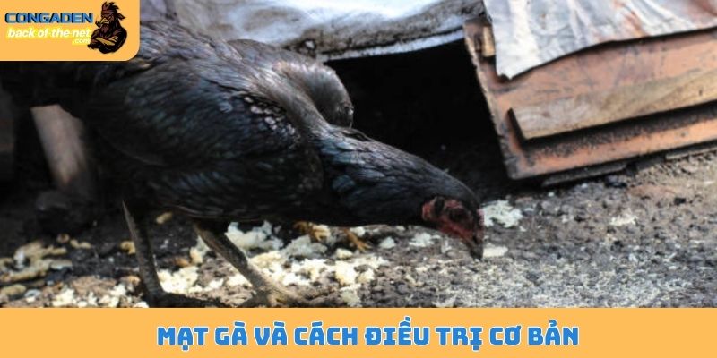 Cách trị mạt gà - Bí kíp điều trị dứt điểm không tái phát 4 Mạt gà và cách điều trị cơ bản