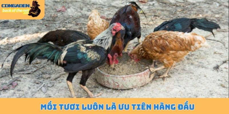 Mồi tươi luôn là ưu tiên hàng đầu