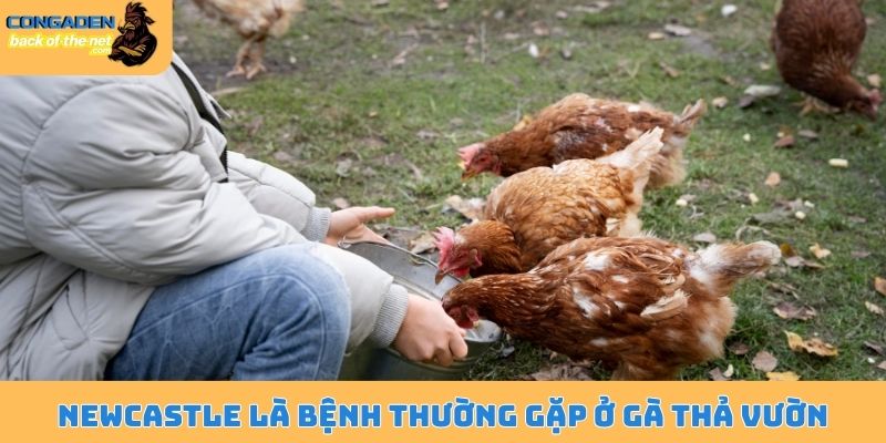 Bệnh thường gặp ở gà thả vườn - Phòng ngừa và cách chữa trị 4 Newcatsle là bệnh thường gặp ở gà thả vườn