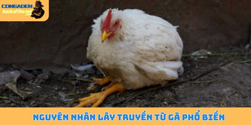 Nguyên nhân lây truyền từ gà phổ biến