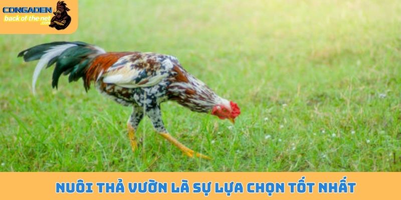 Cách nuôi gà chiến tơ - Phương pháp của những sư kê gạo cội 5 Nuôi thả vườn là sự lựa chọn tốt nhất