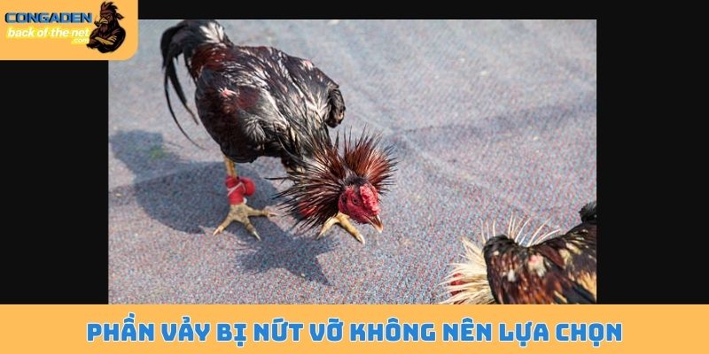 Phần vảy bị nứt vỡ không nên lựa chọn