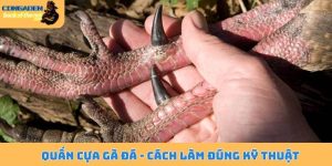 Quấn cựa gà đá
