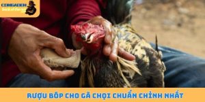 Rượu bóp cho gà chọi