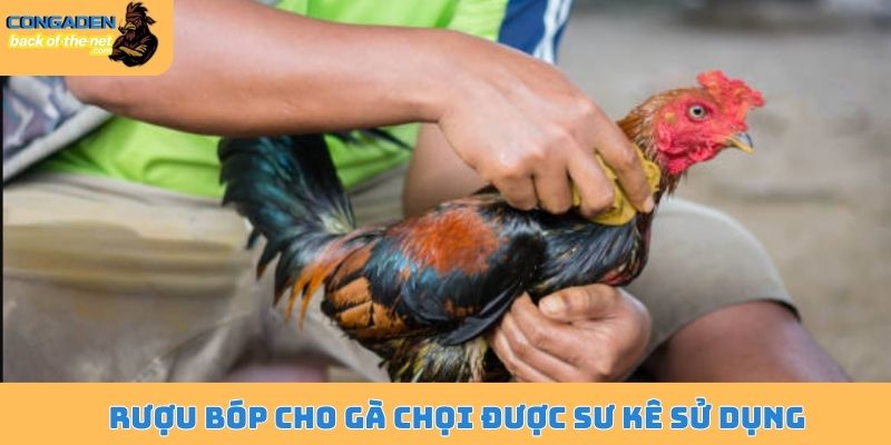 Rượu bóp cho gà chọi được sư kê sử dụng