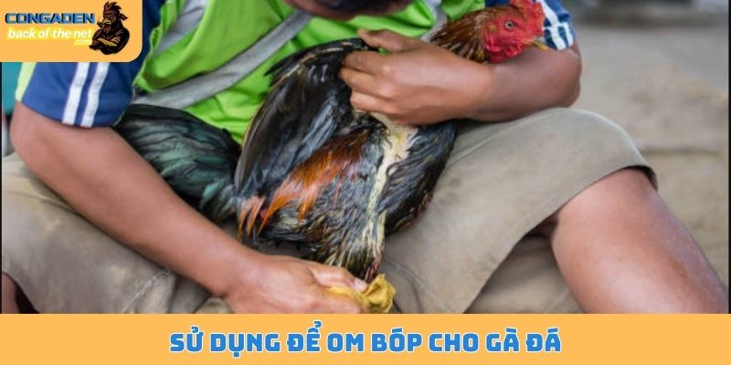 Sử dụng để om bóp cho gà đá