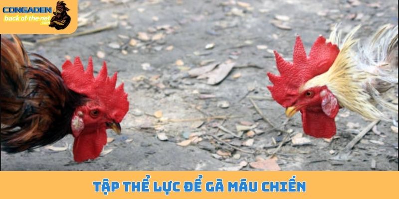 Tập thể lực để gà máu chiến
