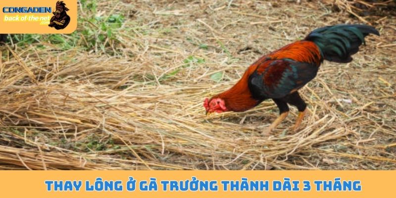 Lý giải gà thay lông bao lâu và lưu ý quan trọng cần biết 5 Thay lông ở gà trưởng thành dài 3 tháng