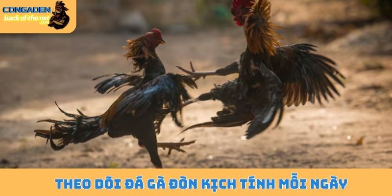 Theo dõi đá gà đòn kịch tính mỗi ngày