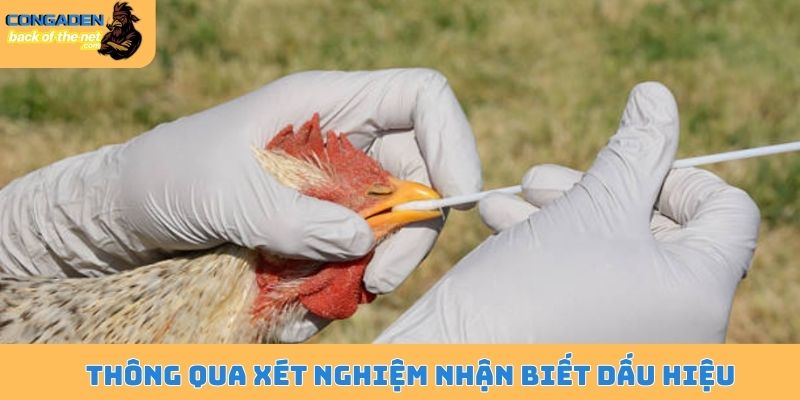 Ký sinh trùng đường máu ở gà - Mối nguy hiểm đang rình rập 5 Thông qua xét nghiệm nhận biết dấu hiệu