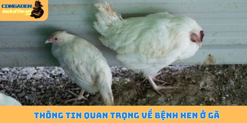 Thông tin quan trọng về bệnh hen ở gà