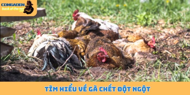 Tìm hiểu về gà chết đột ngột