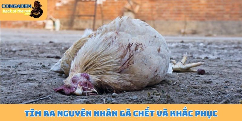 Tìm ra nguyên nhân gà chết và khắc phục