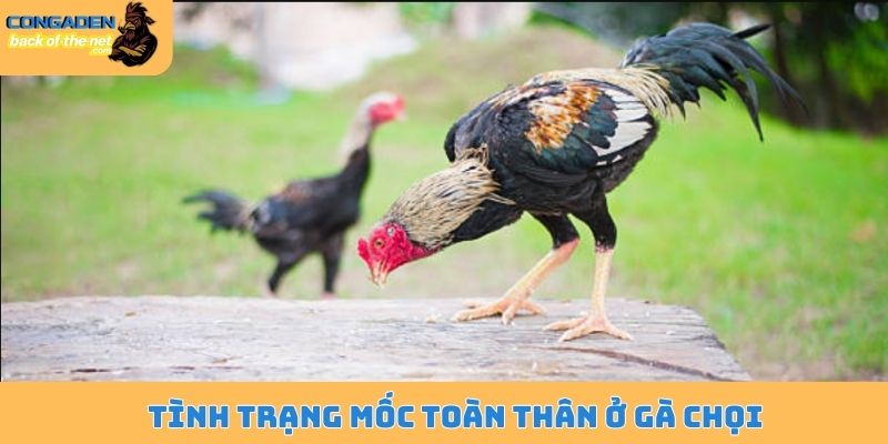 Chữa mốc cho gà chọi - Bí quyết nâng cao hiệu quả 99% 5 Tình trạng mốc toàn thân ở gà chọi