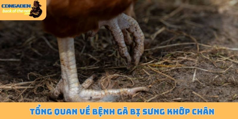 Gà bị sưng khớp chân - Bệnh nguy hiểm cần điều trị ngay 4 Tổng quan về bệnh gà bị sưng khớp chân