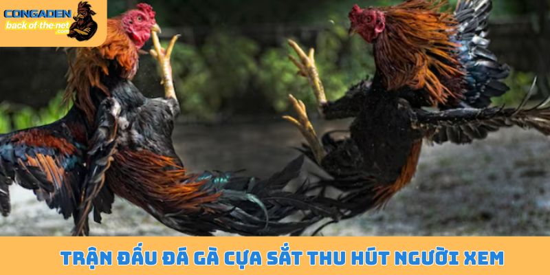 Trận đấu đá gà cựa sắt thu hút người xem
