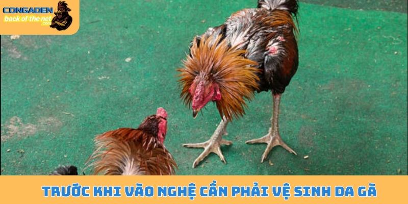 Kinh nghiệm vào nghệ cho gà đá - Bí kíp có làn da săn chắc 5 Trước khi vào nghệ cần phải vệ sinh da gà