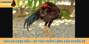 Vảy gà chọi xấu