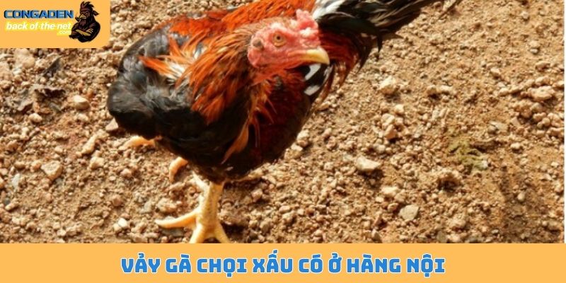 Vảy gà chọi xấu có ở hàng nội