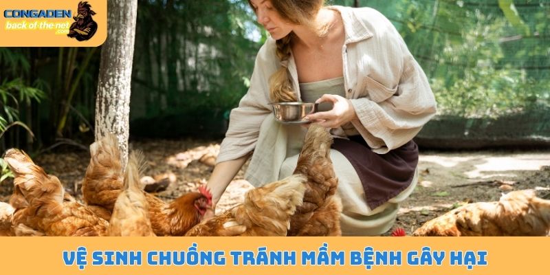 Bệnh thường gặp ở gà thả vườn - Phòng ngừa và cách chữa trị 5 Vệ sinh chuồng tránh mầm bệnh gây hại