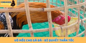 Vô mồi cho gà đá